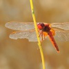 Vazka cervena - Crocothemis erythraea 1781